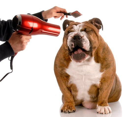 dog brushing service houston tx
