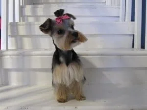 houston dog grooming